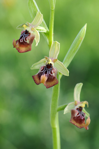Ophrys oxyrrhynchos