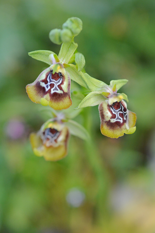 Ophrys oxyrrhynchos