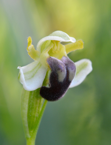 Ophrys pallida