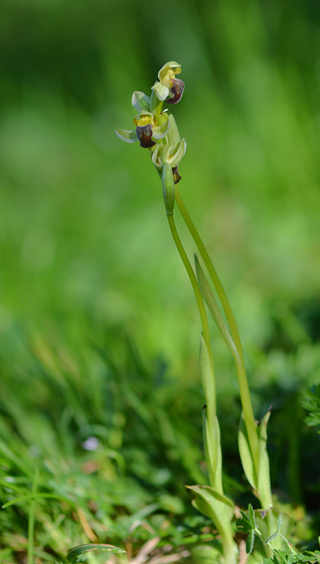 Ophrys pallida