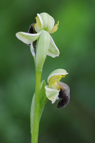 Ophrys pallida