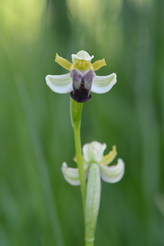 Ophrys pallida