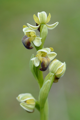 Ophrys pallida