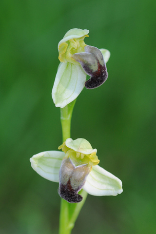 Ophrys pallida