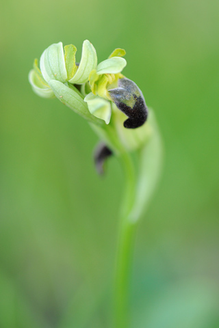 Ophrys pallida