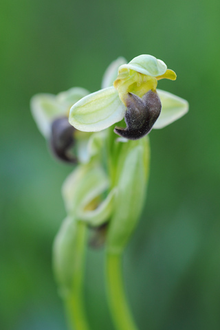 Ophrys pallida