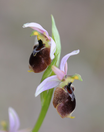 Ophrys panattensis