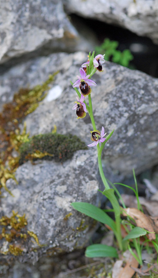 Ophrys panattensis