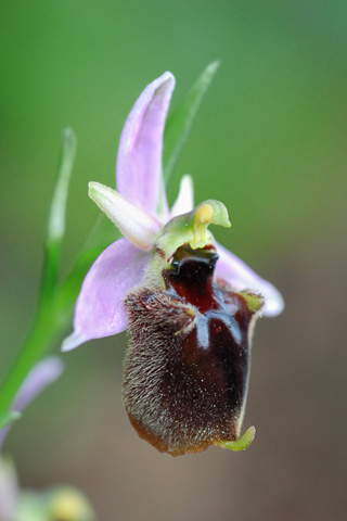 Ophrys panattensis