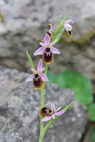 Ophrys panattensis