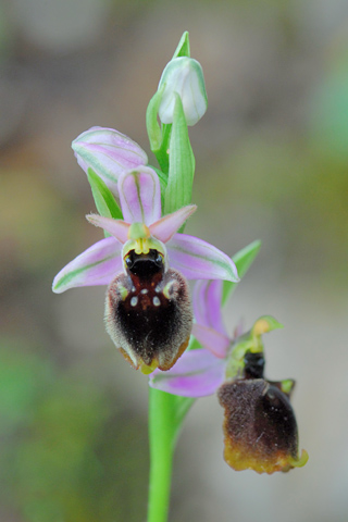 Ophrys panattensis