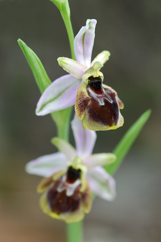 Ophrys panattensis