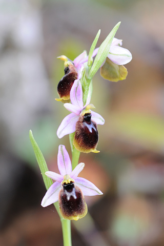 Ophrys panattensis