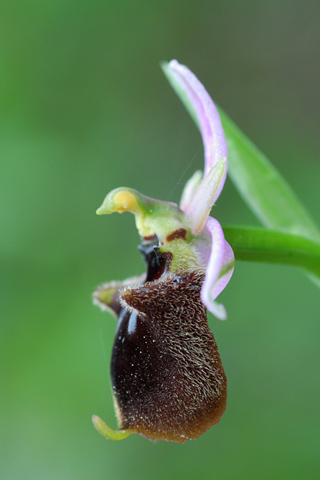 Ophrys panattensis