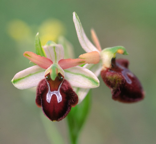 Ophrys panormitana