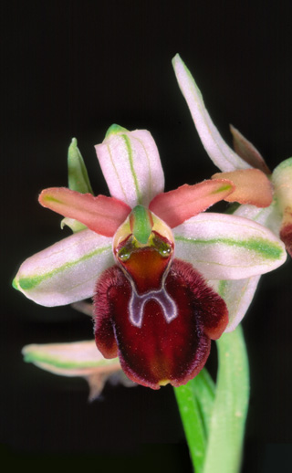 Ophrys panormitana