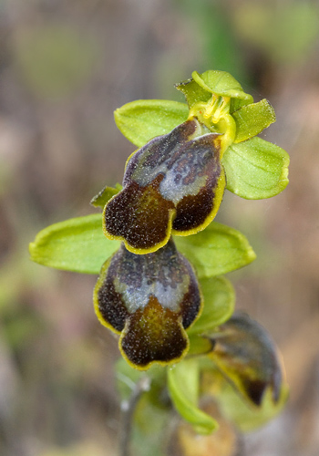 Ophrys parosica