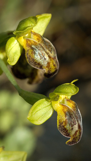 Ophrys parosica