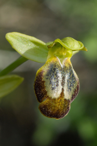 Ophrys parosica