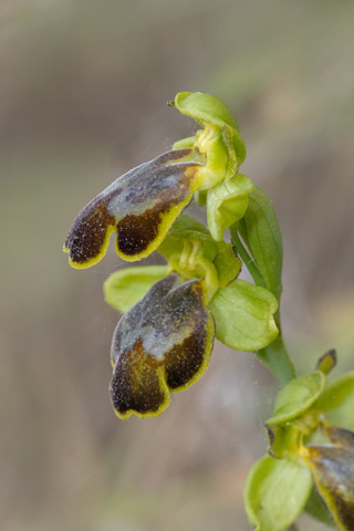 Ophrys parosica