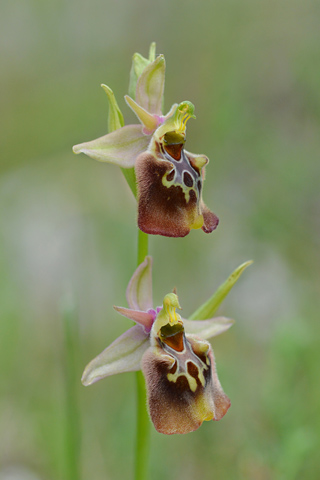 Ophrys apulica x parvimaculata