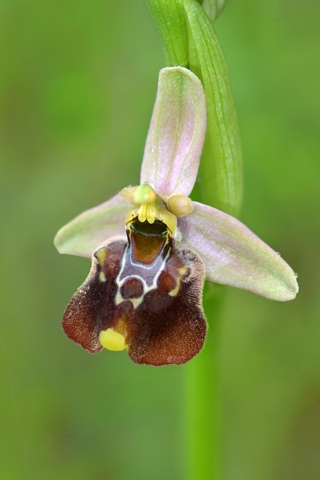 Ophrys apulica x parvimaculata