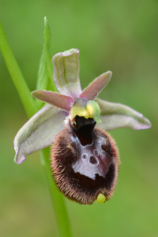 Ophrys bertolonii x parvimaculata