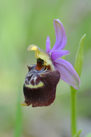 Ophrys candica x parvimaculata