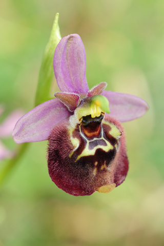 Ophrys celiensis x parvimaculata