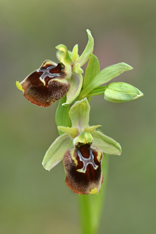 Ophrys classica x parvimaculata