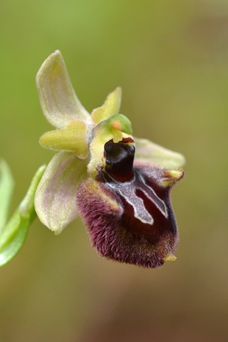 Ophrys incubacea x parvimaculata