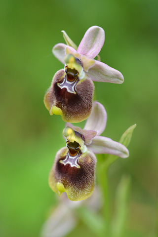 Ophrys parvimaculata x tenthredinifera ssp. neglecta