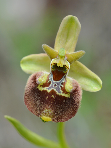 Ophrys parvimaculata