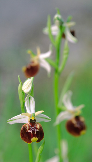 Ophrys parvimaculata