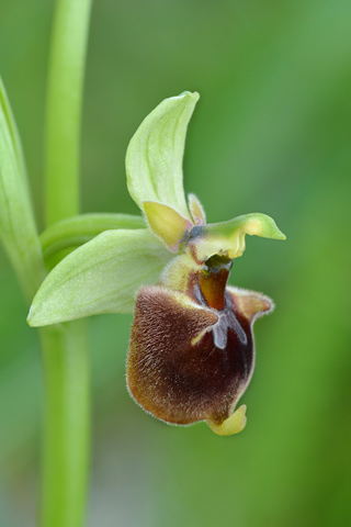 Ophrys parvimaculata