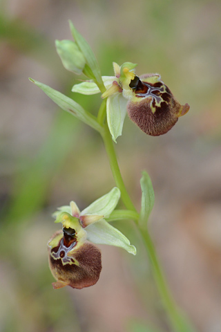 Ophrys parvimaculata