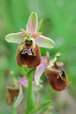 Ophrys parvimaculata