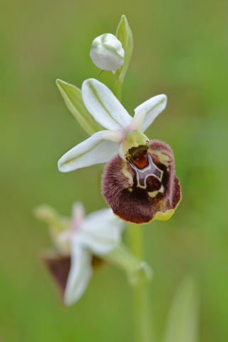 Ophrys parvimaculata