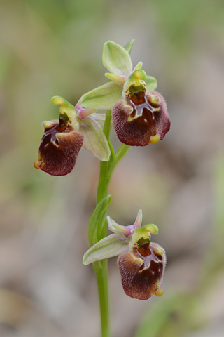 Ophrys parvimaculata