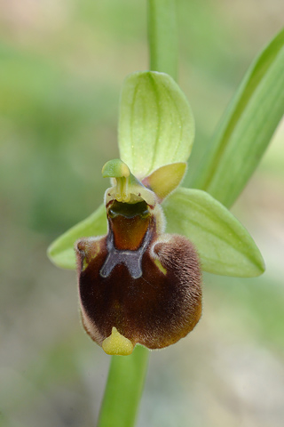 Ophrys parvimaculata