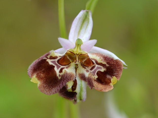 Ophrys parvimaculata