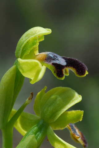 Ophrys parvula