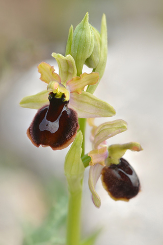 Ophrys aurelia x passionis