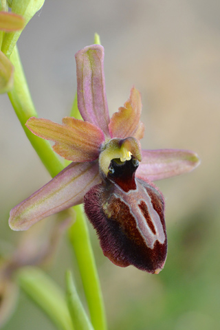 Ophrys aveyronensis x passionis