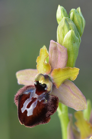 Ophrys aveyronensis x passionis