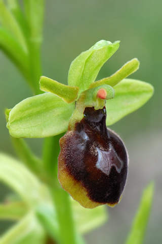 Ophrys aymoninii x passionis