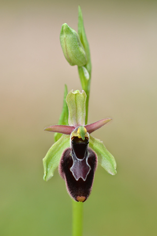 Ophrys bertolonii x passionis