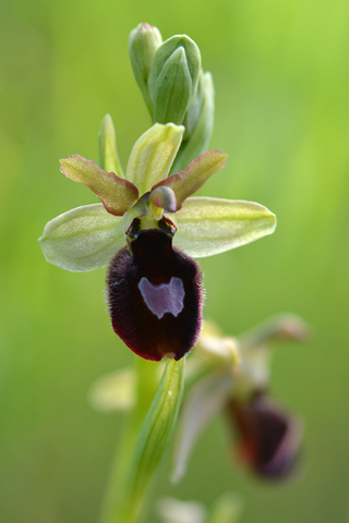 Ophrys  catalaunica x passionis