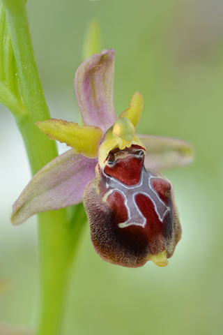 Ophrys celiensis x passionis