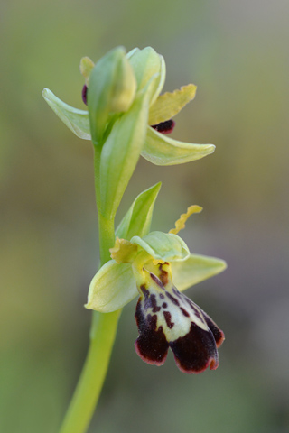 Ophrys forestieri x passionis